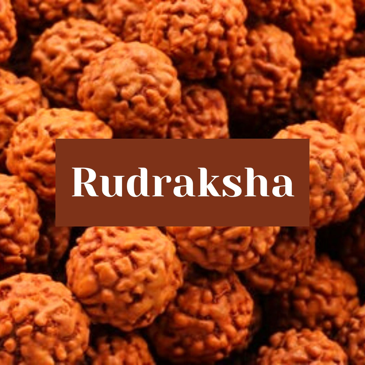 Accessoires - MALA-GRAINES RUDRAKSHA 12MM-48″